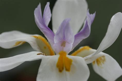 Dietes Grandiflora Woottens Plants Iridaceae Iris Growers