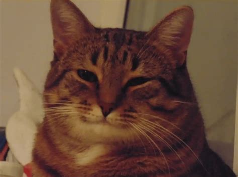 Create Meme Tabby Cat Cat Smiling Cat Meme Pictures Meme