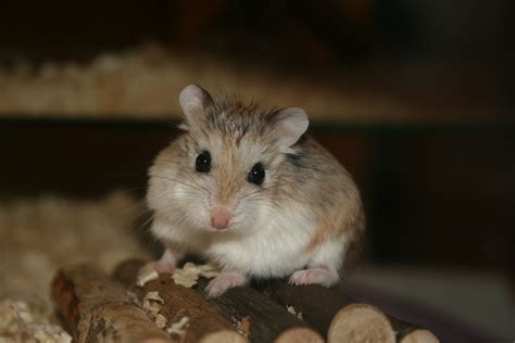 Filecute Roborovski Hamster Wikipedia