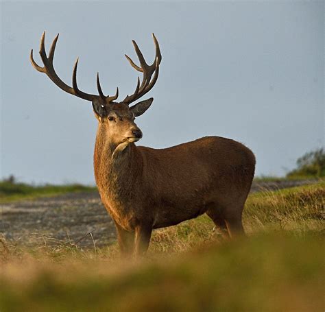 Alan James Photography Red Deer Stag Portriats