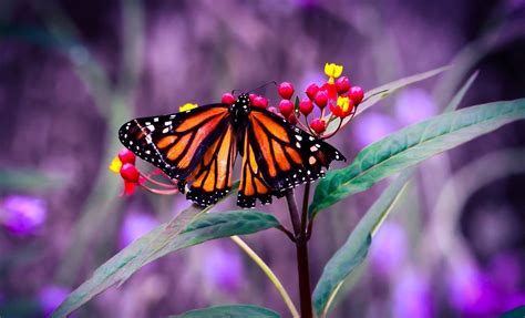 nature, Macro, Butterfly Wallpapers HD / Desktop and Mobile Backgrounds