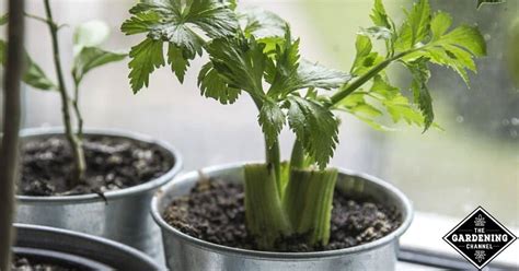 Can I Grow Celery From A Stalk Gardening Channel