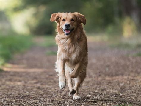 How Much Exercise Does A Golden Retriever Need Pitpat