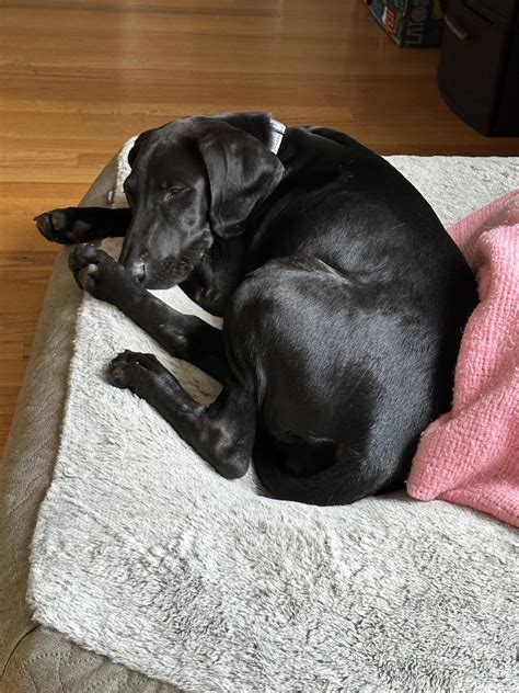 Help Identifying The Redbone Coonhound Mix That I Am Adopting R