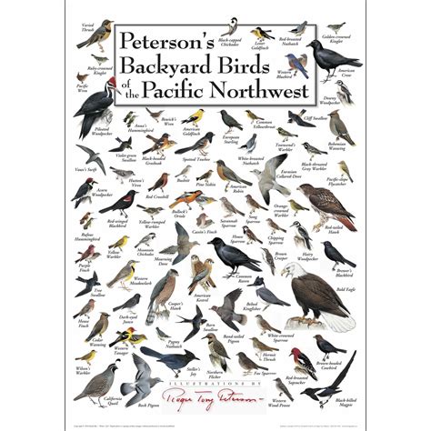 Petersons Backyard Birds Of The Pacific Northwest Poster Earth Sky