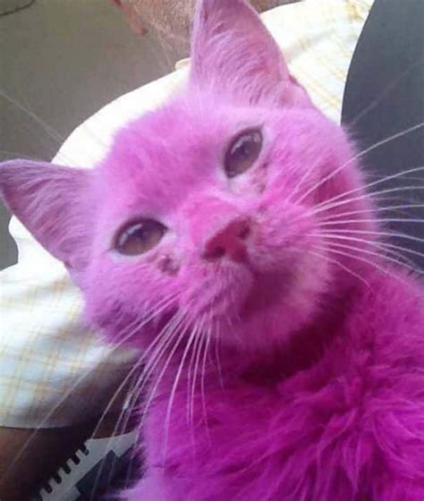 Pink Dyed And Distressed Kitten Rescued Social News Daily