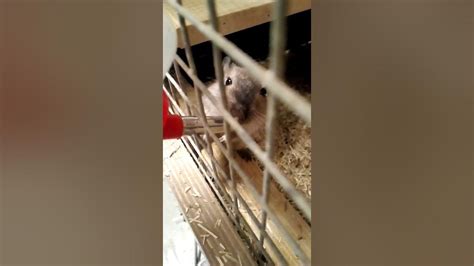 Gerbil Drinking Some Water Youtube