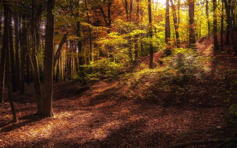 Download Wallpapers Autumn Forest Evening Trees Fallen Leaves