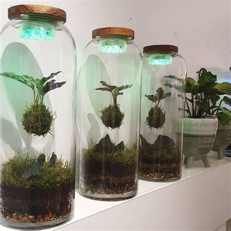 10 Inspiring Examples Of Kokedama Discover The Art Of Making Moss