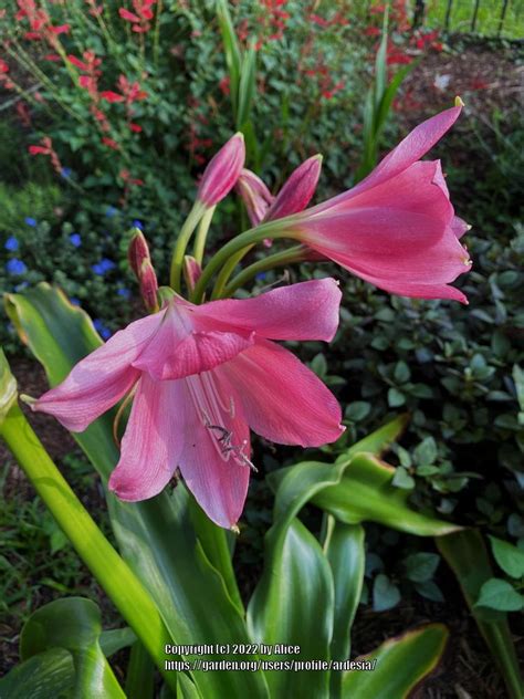 Photo Of The Bloom Of Crinum Lily Crinum Rose Parade Posted By