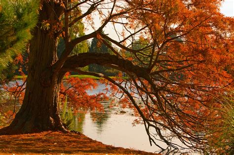 Autumn Autumnal Leaves Free Photo On Pixabay