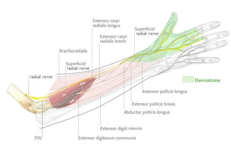 Superficial Radial Nerve Anatomy Orthobullets