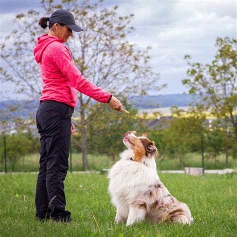 5 Helpful Dog Training Tips For Beginners Pet Realm