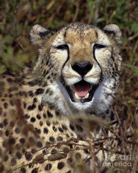 Cheetah Photograph By Robert Chaponot Fine Art America