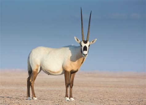 Top 155 National Animal Of Uae