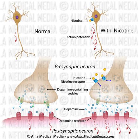 Alila Medical Media Action Of Nicotine On Dopaminergic Synapse
