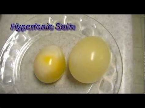 Eccles health sciences library digital publishing. Egg Osmosis (Hypertonic vs. Hypotonic Solution) - YouTube