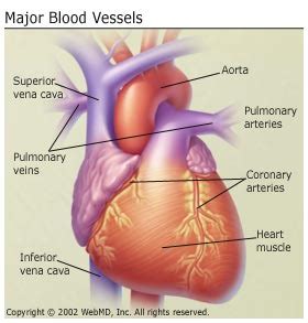 The vessels make up two closed systems of tubes systemic arteries transport oxygenated blood from the left ventricle to the body tissues. Anatomy and Circulation of the Heart