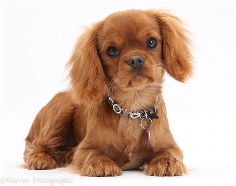 Cute Cavalier King Charles Spaniel Ruby