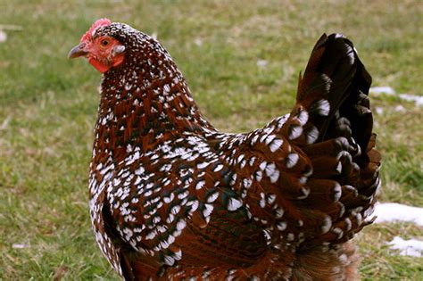 Vintage rooster and hen golden wyandottes orange red chicken printable farm animal art digital download jpg image. Speckled Sussex 10 Weeks