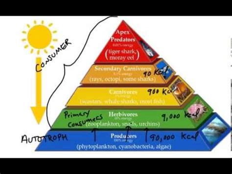 As you pass along a food chain, the number of individual animals decreases at each trophic level. Food Chains ,Food Webs,Energy Pyramid in Ecosystems-Video ...