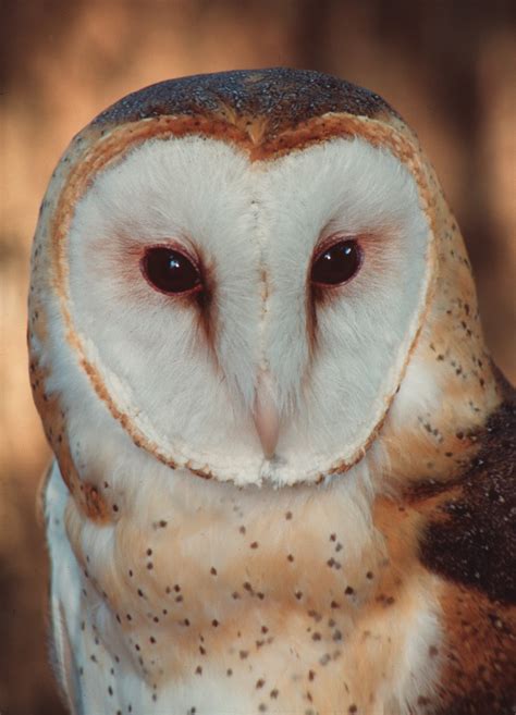 Owls Florida’s Remarkable Nocturnal Birds Of Prey Panhandle Outdoors