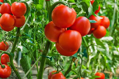 10 Tips For Growing Great Tomatoes