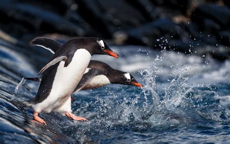 Descargar Fondos De Pantalla Los Pingüinos El Mar Las Aves Del Mar