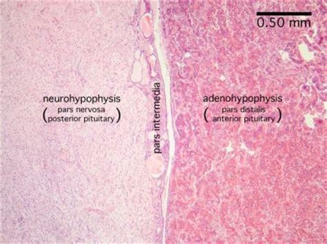 Pituitary Histology Labeled Pituitary Histology Pituitary Gland