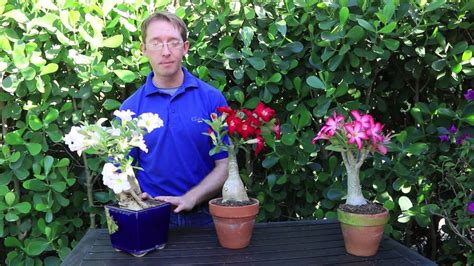 Enter any portion of the scientific, common name, or both. How to Grow Desert Rose - YouTube