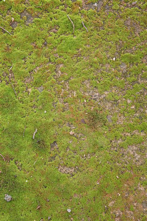 Large Grass And Ground Texture Image Free Textures Photos