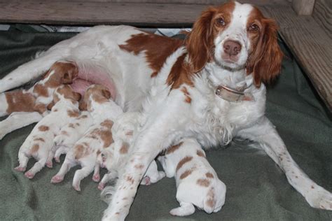 Join millions of people using oodle to find puppies for adoption, dog and puppy listings, and other pets adoption. Brittany Breeder Ontario, Brittany Spaniel Litters Ontario ...