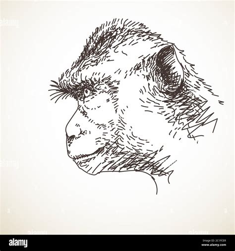 Sketch Of Monkey Head Hand Drawn Illustration Stock Vector Image And Art