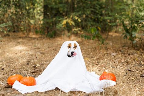 Premium Photo Jack Russell Terrier Dog Wearing A Ghost Costume