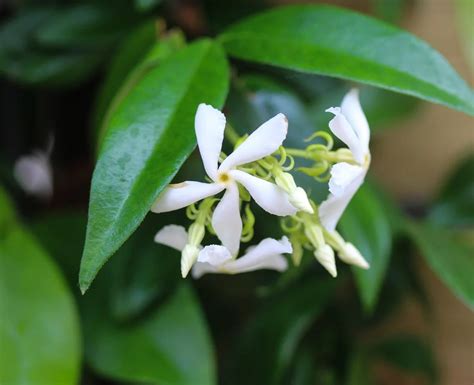 Growing Star Jasmine Vine How And When To Plant Star Jasmine In The