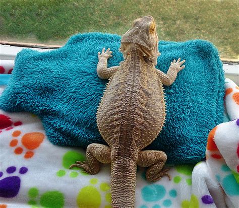 Bearded Dragon Impaction Constipation Reptile Care