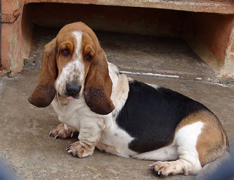Basset hounds are endearing, charming scenthounds from france. Basset Hound Info, Temperament, Puppies, Pictures