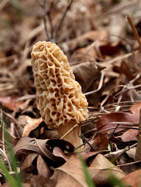 Morel Mushrooms Are In Season And Its A Good One Outdoorshomepage2