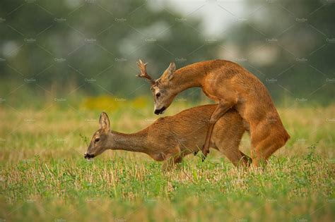Roe Deer Couple Copulating In Featuring Roe Deer Copulating And