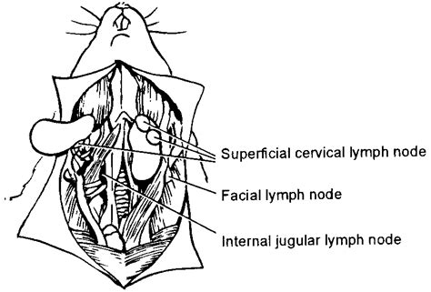Lymph Nodes Of The Head Neck Region Modified From Tilney Ref 23