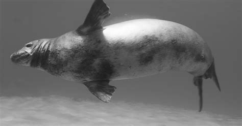 Hawaiian Monk Seal Pacificklaus