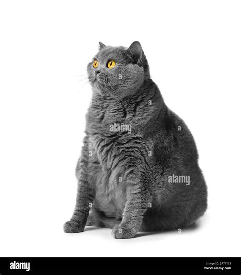 A Fat Shorthair Cat With Big Red Eyes Sits On A White Background