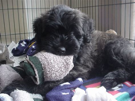 Use the search tool below and browse adoptable. Bouvier des Flandres puppy, | Bouviers des flandres, Cute ...