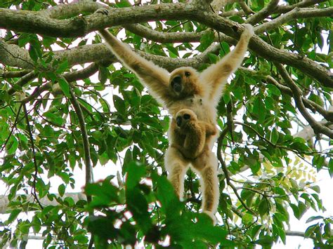 Best Time for Watching Baby Gibbons in Thailand 2020 - Rove.me
