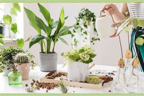 15 Brilliant And Easy Plant Care Tips Proflowers Blog Eu Vietnam