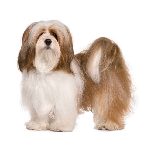 Lhasa Apso Dog Breed Information Pictures And More