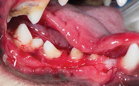 How To Treat Oral Ulcers In Dogs