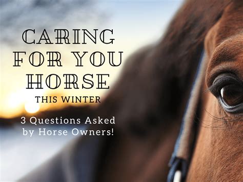 Caring For Your Horse This Winter 3 Questions Asked By Horse Owners