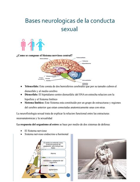 Bases Neurologicas De La Conducta Sexual By Marcela Chavez Issuu My Xxx Hot Girl