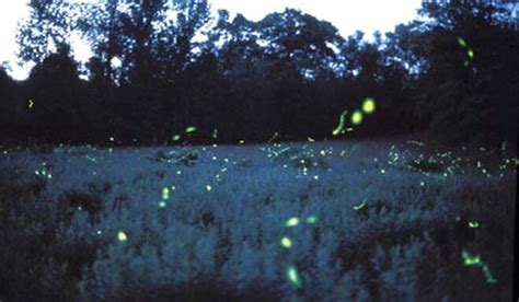 Catching Fireflies Continuoussearch